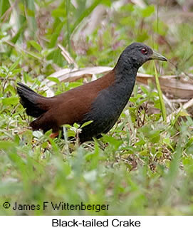 Black-tailed Crake - © James F Wittenberger and Exotic Birding LLC