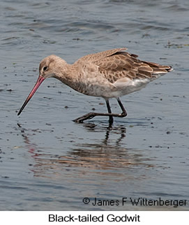 Black-tailed Godwit - © James F Wittenberger and Exotic Birding LLC