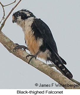 Black-thighed Falconet - © James F Wittenberger and Exotic Birding LLC