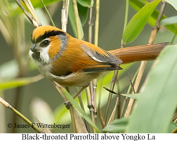 Black-throated Parrotbill - © James F Wittenberger and Exotic Birding LLC