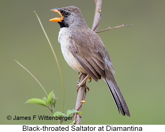 Black-throated Saltator - © James F Wittenberger and Exotic Birding LLC
