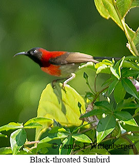 Black-throated Sunbird - © James F Wittenberger and Exotic Birding LLC