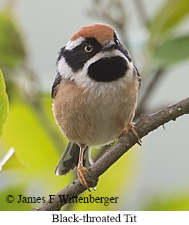 Black-throated Tit - © James F Wittenberger and Exotic Birding LLC