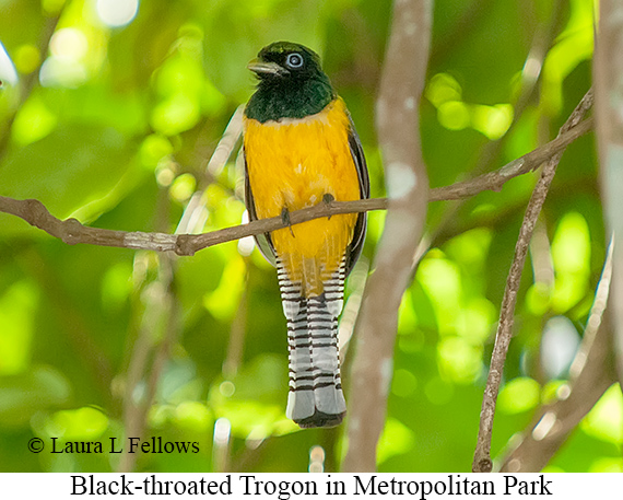 Black-throated Trogon - © Laura L Fellows and Exotic Birding LLC