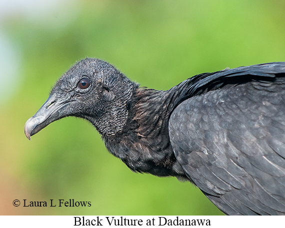 Black Vulture - © James F Wittenberger and Exotic Birding LLC