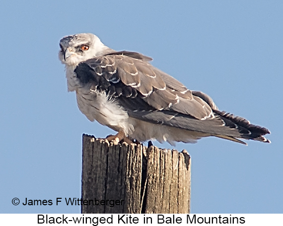 Black-winged Kite - © James F Wittenberger and Exotic Birding LLC