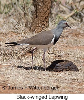 Black-winged Lapwing - © James F Wittenberger and Exotic Birding LLC