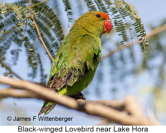 Black-winged Lovebird - © James F Wittenberger and Exotic Birding LLC