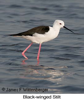 Black-winged Stilt - © James F Wittenberger and Exotic Birding LLC