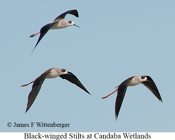 Black-winged Stilt - © James F Wittenberger and Exotic Birding LLC