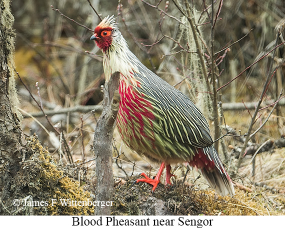 Blood Pheasant - © James F Wittenberger and Exotic Birding LLC