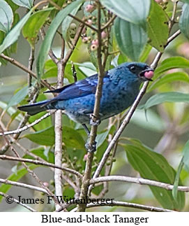 Blue-and-black Tanager - © James F Wittenberger and Exotic Birding LLC