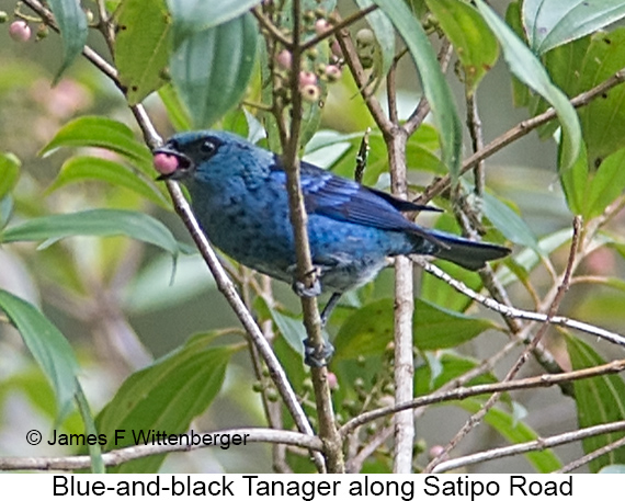 Blue-and-black Tanager - © James F Wittenberger and Exotic Birding LLC