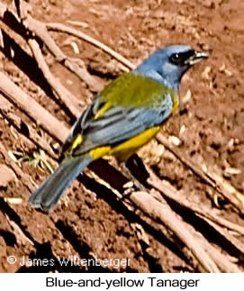 Blue-and-yellow Tanager - © James F Wittenberger and Exotic Birding LLC