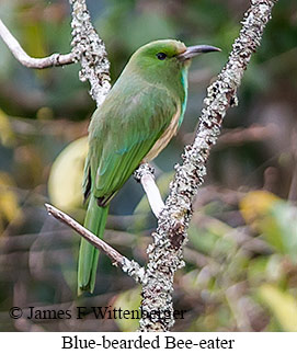 Blue-bearded Bee-eater - © James F Wittenberger and Exotic Birding LLC