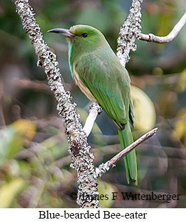 Blue-bearded Bee-eater - © James F Wittenberger and Exotic Birding LLC