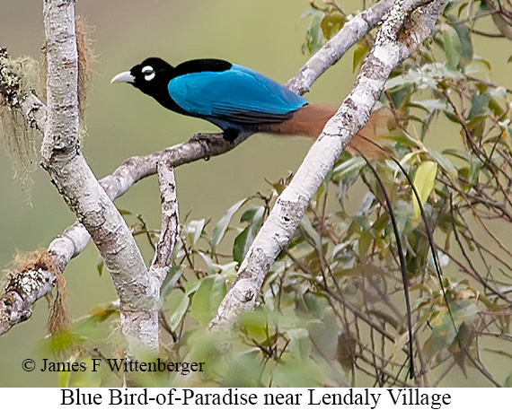 Blue Bird-of-Paradise - © James F Wittenberger and Exotic Birding LLC