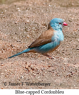 Blue-capped Cordonbleu - © James F Wittenberger and Exotic Birding LLC