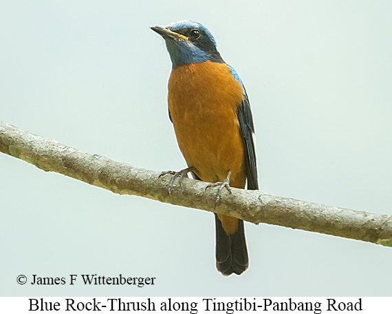 Blue-capped Rock-Thrush - © James F Wittenberger and Exotic Birding LLC