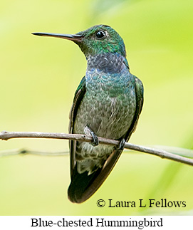 Blue-chested Hummingbird - © Laura L Fellows and Exotic Birding LLC