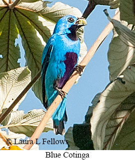 Blue Cotinga - © Laura L Fellows and Exotic Birding LLC