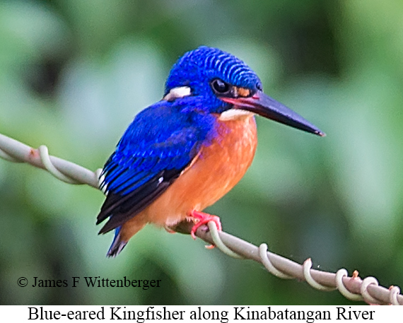 Blue-eared Kingfisher - © James F Wittenberger and Exotic Birding LLC