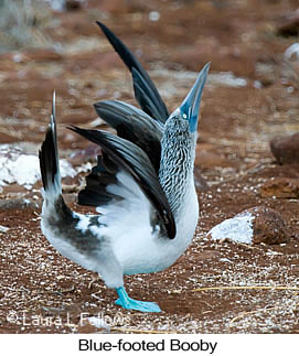 Blue-footed Booby - © Laura L Fellows and Exotic Birding LLC