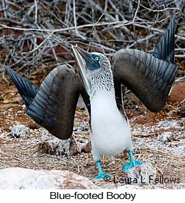 Blue-footed Booby - © Laura L Fellows and Exotic Birding tours