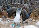 Blue-footed Booby - © James F Wittenberger and Exotic Birding LLC