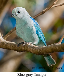 Blue-gray Tanager - © Laura L Fellows and Exotic Birding LLC