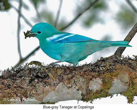 Blue-gray Tanager - &copy; Laura L Fellows and Exotic Birding Tours