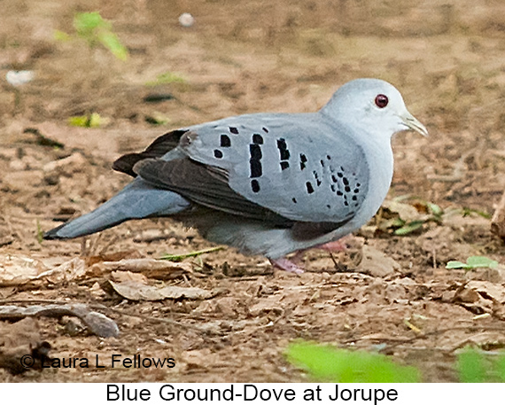 Blue Ground-Dove - © Laura L Fellows and Exotic Birding LLC