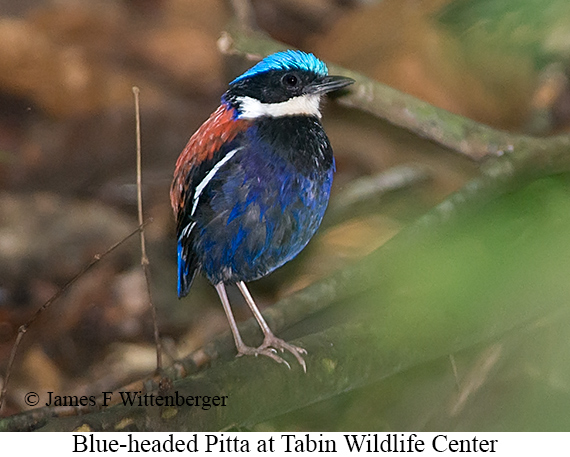 Blue-headed Pitta - © James F Wittenberger and Exotic Birding LLC