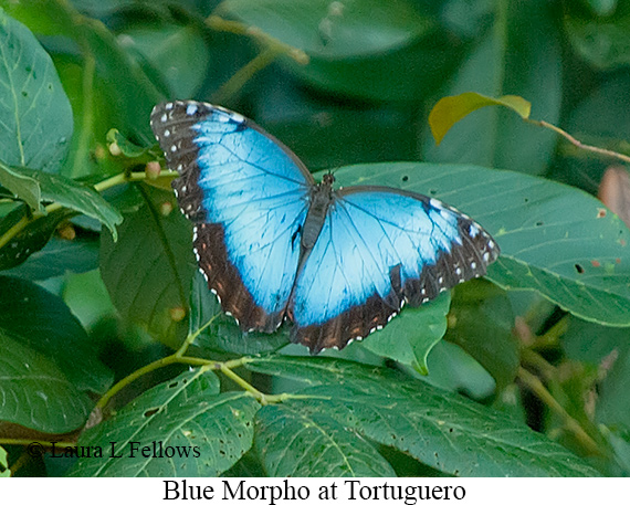 Blue Morpho - © James F Wittenberger and Exotic Birding LLC