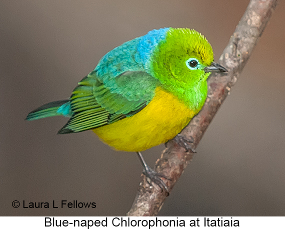 Blue-naped Chlorophonia - © Laura L Fellows and Exotic Birding LLC