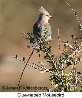 Blue-naped Mousebird - © James F Wittenberger and Exotic Birding LLC