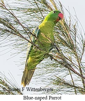 Blue-naped Parrot - © James F Wittenberger and Exotic Birding LLC