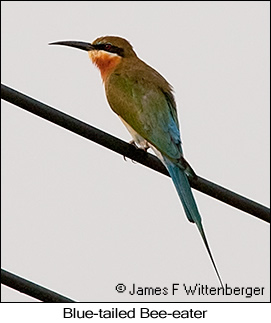 Blue-tailed Bee-eater - © James F Wittenberger and Exotic Birding LLC