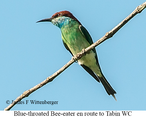 Blue-throated Bee-eater - © James F Wittenberger and Exotic Birding LLC