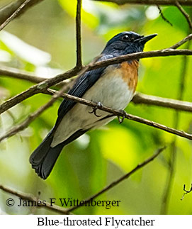 Blue-throated Flycatcher - © James F Wittenberger and Exotic Birding LLC