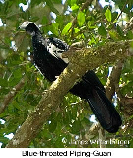 Blue-throated Piping-Guan - © James F Wittenberger and Exotic Birding LLC