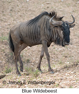 Blue Wildebeest - © James F Wittenberger and Exotic Birding LLC