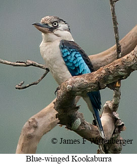 Blue-winged Kookaburra - © James F Wittenberger and Exotic Birding LLC