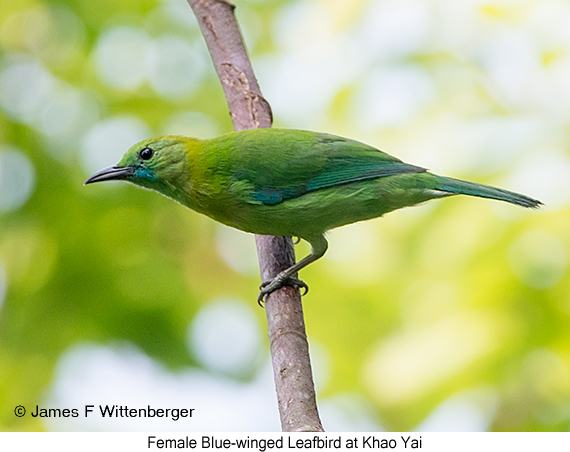 Blue-winged Leafbird - © James F Wittenberger and Exotic Birding LLC