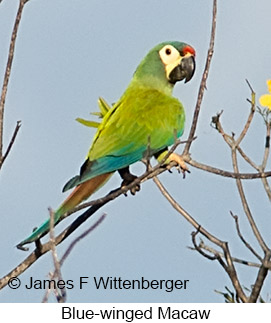 Blue-winged Macaw - © James F Wittenberger and Exotic Birding LLC