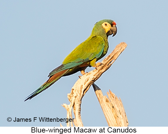 Blue-winged Macaw - © James F Wittenberger and Exotic Birding LLC