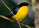 Blue-winged Mountain-Tanager - © James F Wittenberger and Exotic Birding LLC