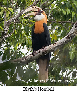 Blyth's Hornbill - © James F Wittenberger and Exotic Birding LLC