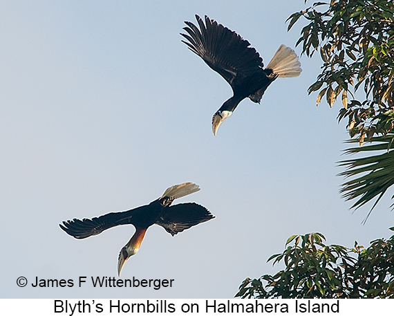 Blyth's-hornbills Flying - © James F Wittenberger and Exotic Birding LLC