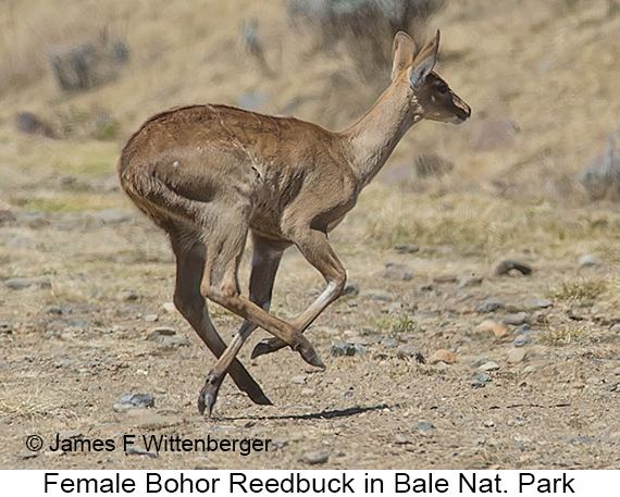 Bohor Reedbuck - © James F Wittenberger and Exotic Birding LLC